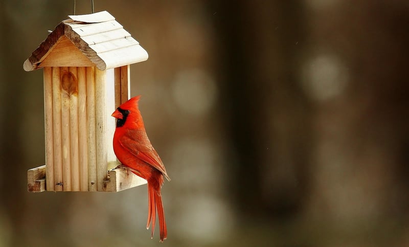 Birdhouse