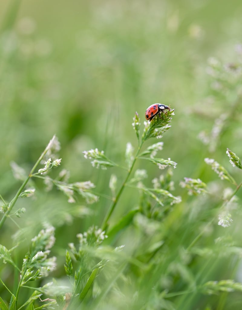 Pest Management